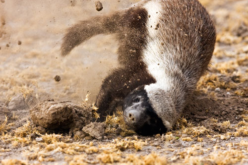 ������ ������ (Honey Badger) ���� 23