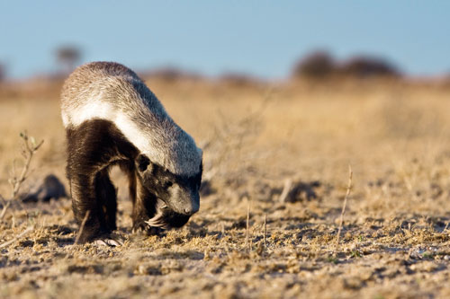������ ������ (Honey Badger) ���� 24