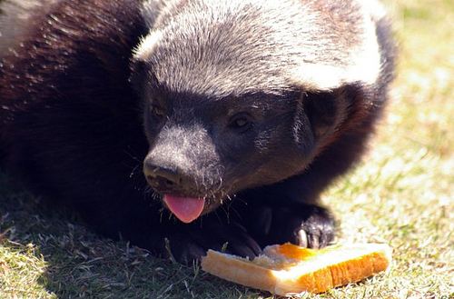 ������ ������ (Honey Badger) ���� 25