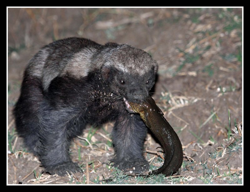 ������ ������ (Honey Badger) :: ���������� 1