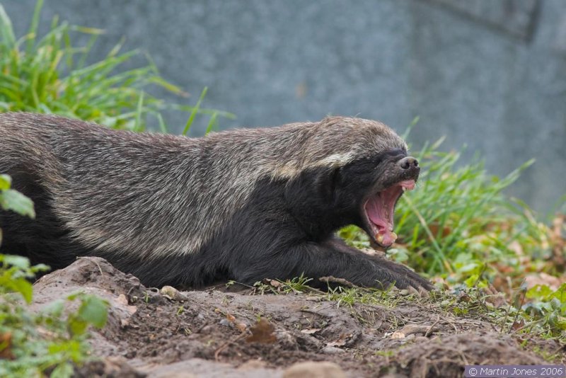 ������ ������ (Honey Badger) :: ���������� 1