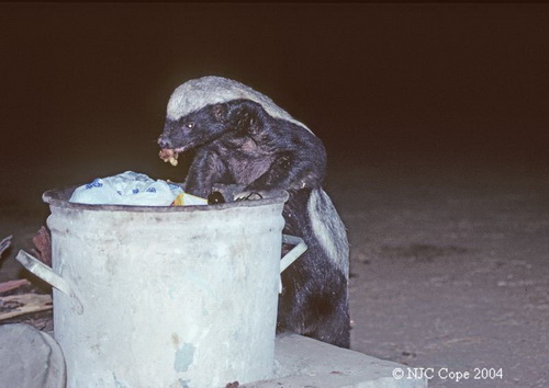 ������ ������ (Honey Badger) ���� 28
