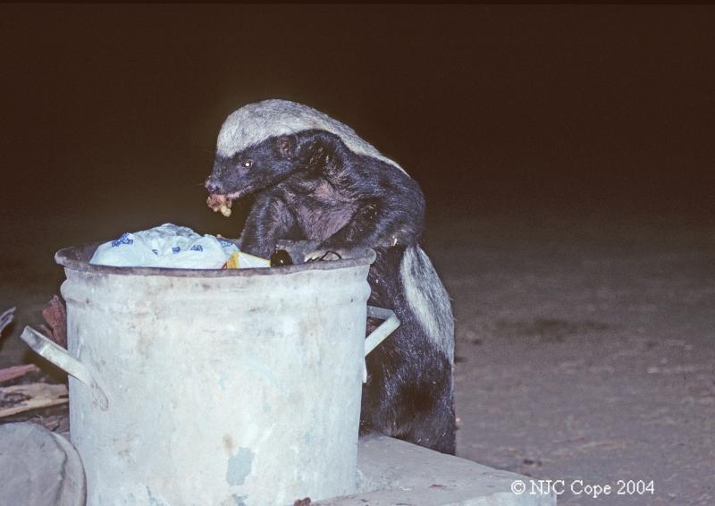������ ������ (Honey Badger) :: ���������� 1