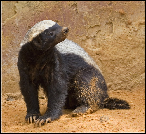 ������ ������ (Honey Badger) ���� 29