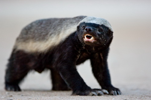   (Honey Badger)