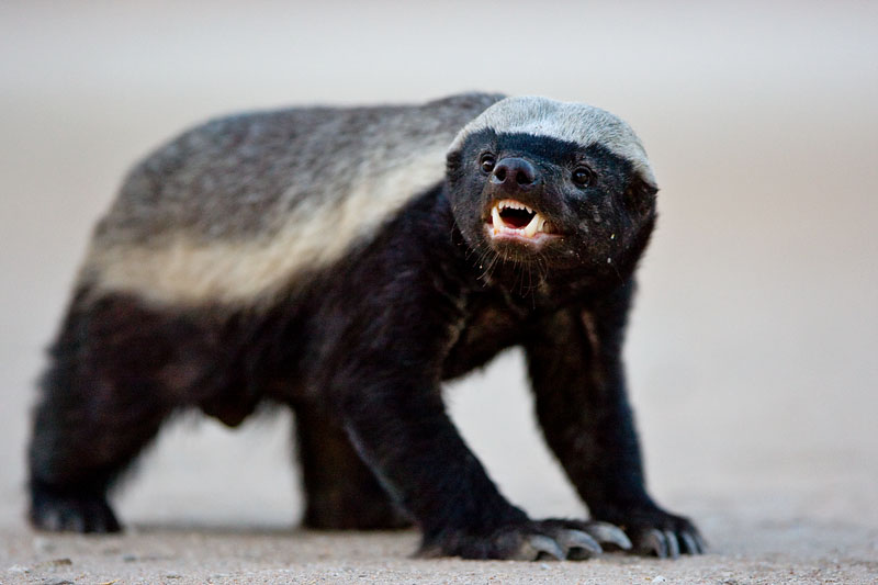 ������ ������ (Honey Badger) :: ���������� 1