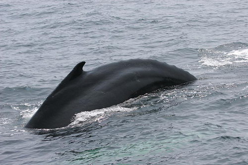�������� ��� :: � ��� ���� �������? ���� 86
