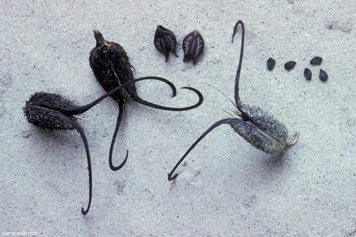������� :: ������������� ibicella ���� 2