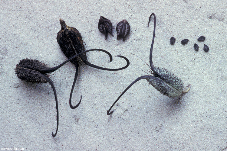 ������� :: ������������� ibicella :: ���������� 1