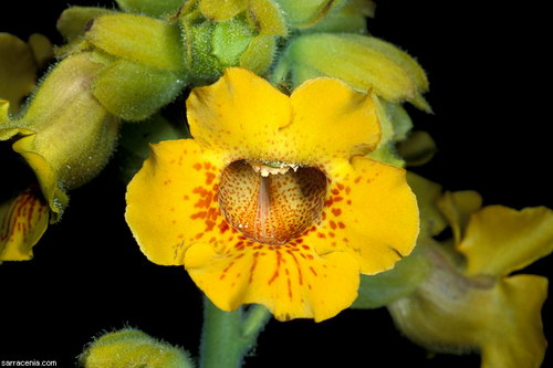 ������� :: ������������� ibicella ���� 4