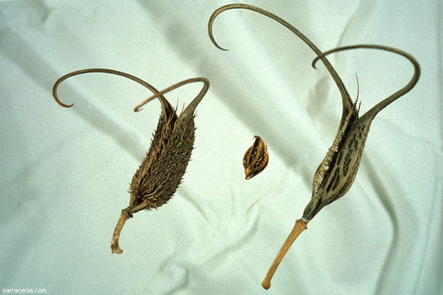 ������� :: ������������� ibicella ���� 5