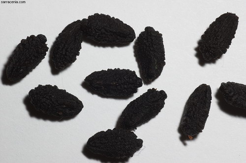 ������� :: ������������� ibicella ���� 6