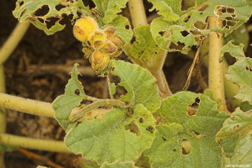 ������� :: ������������� ibicella ���� 13