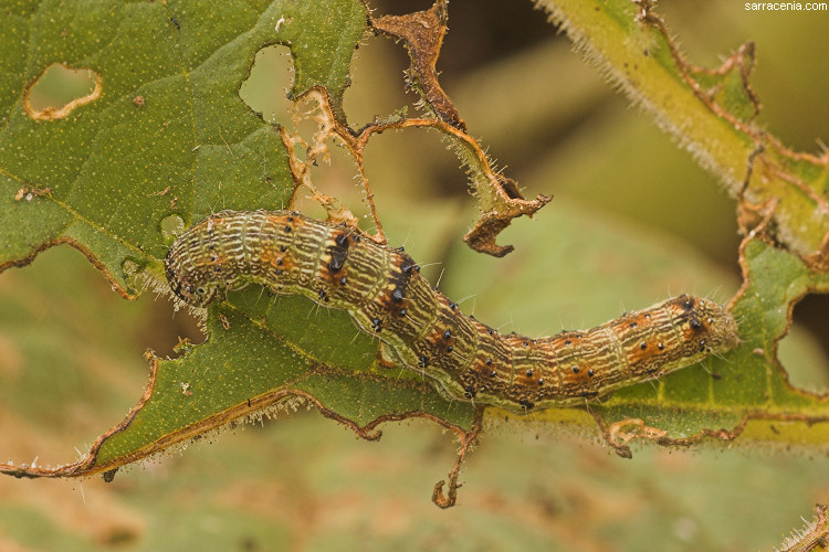 ������� :: ������������� ibicella :: ���������� 1