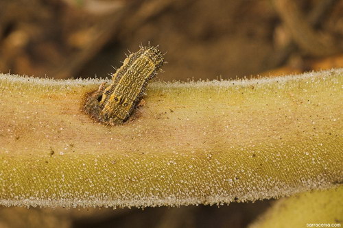 ������� :: ������������� ibicella ���� 15