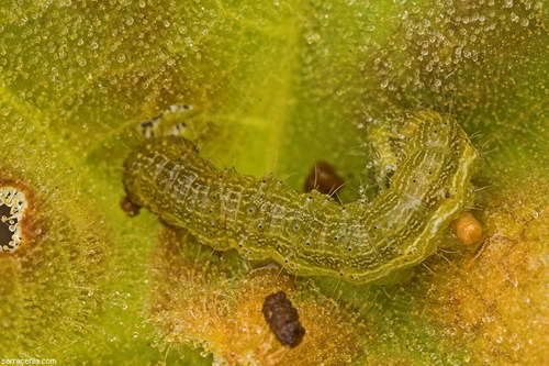 ������� :: ������������� ibicella ���� 16