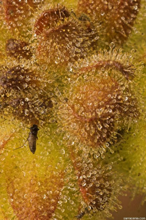 ������� :: ������������� ibicella :: ���������� 1