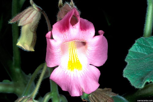 ������� :: ������������� ibicella ���� 20