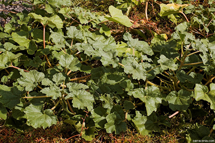 ������� :: ������������� ibicella :: ���������� 1
