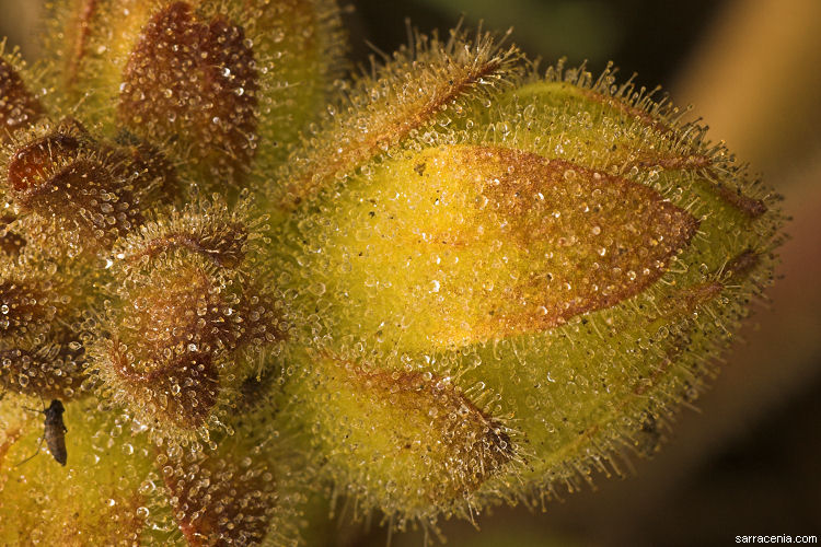 ������� :: ������������� ibicella :: ���������� 1