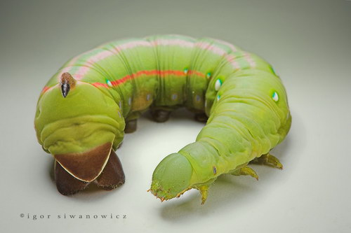 ���������� :: �������� Igor Siwanowicz ���� 38