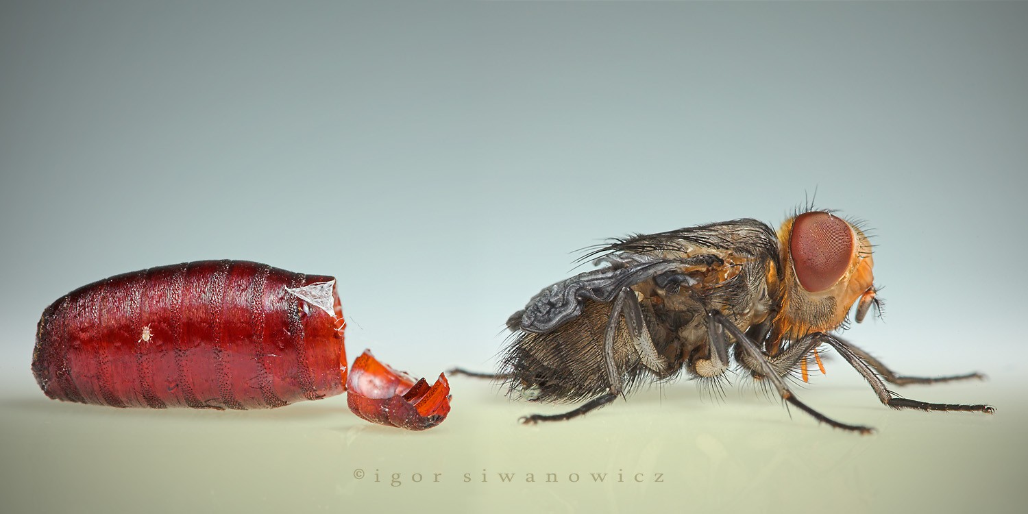 ���������� :: �������� Igor Siwanowicz :: ���������� 2