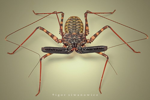 ���������� :: �������� Igor Siwanowicz ���� 55