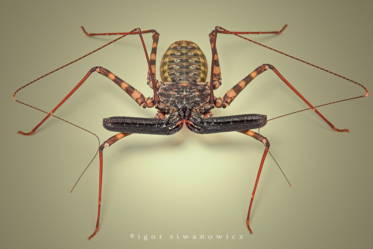 ���������� :: �������� Igor Siwanowicz :: ���������� 2