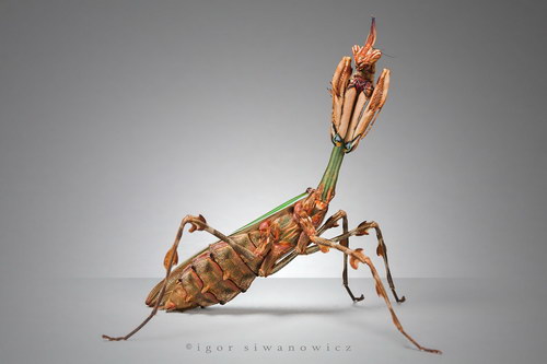 ���������� :: �������� Igor Siwanowicz ���� 59