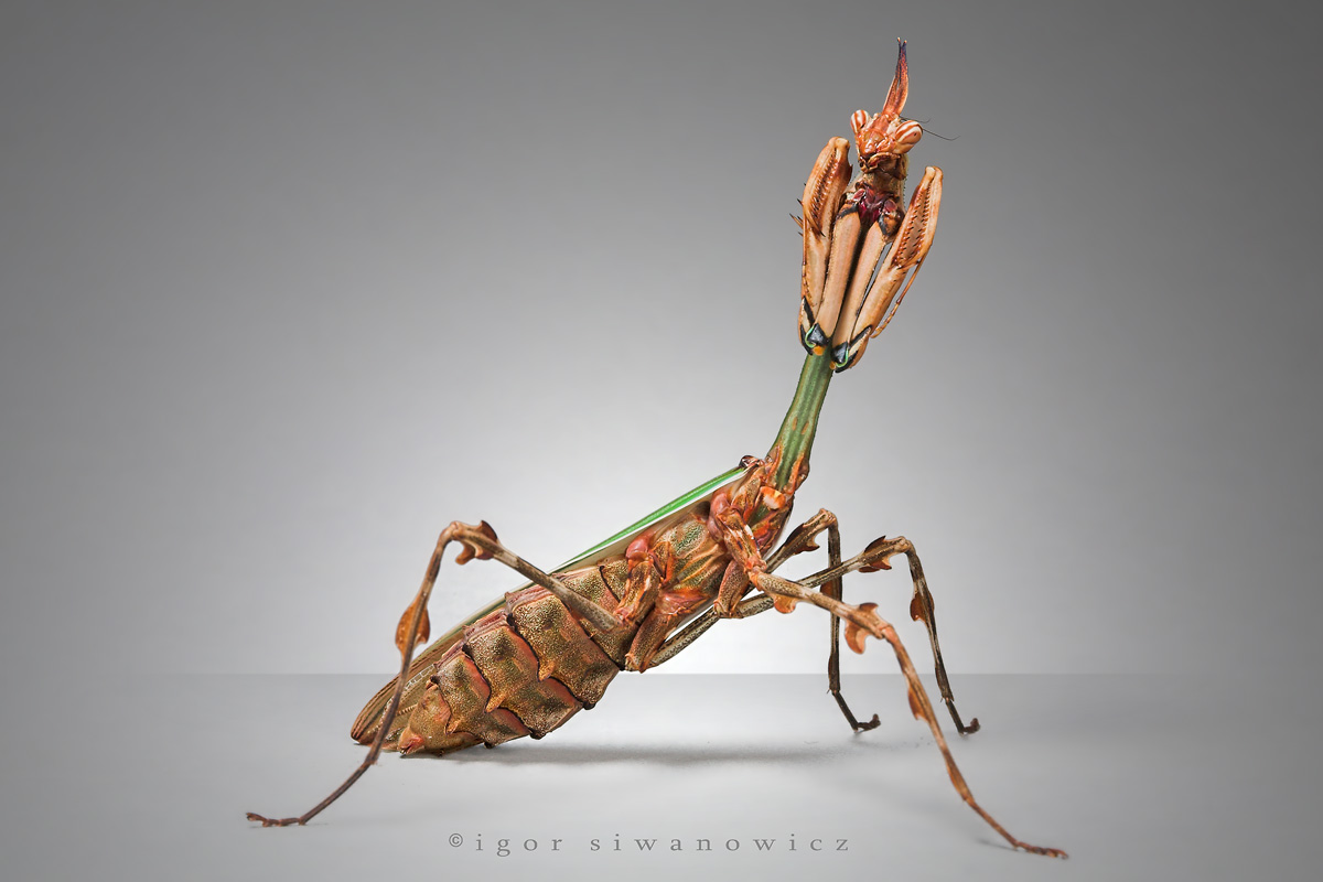 ���������� :: �������� Igor Siwanowicz :: ���������� 2
