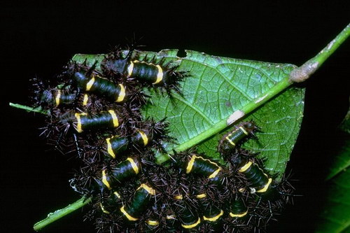�������� ��� :: ���������, �����, ��������. ���� 34