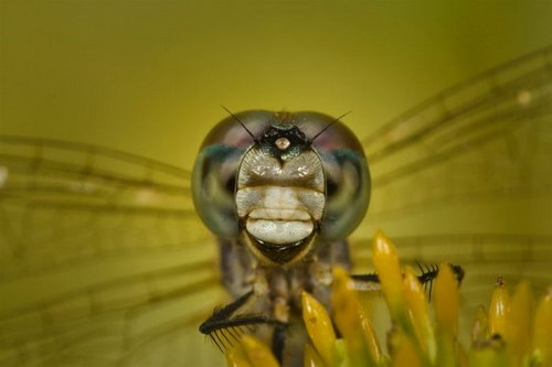 �������� :: ��������� ���� 4