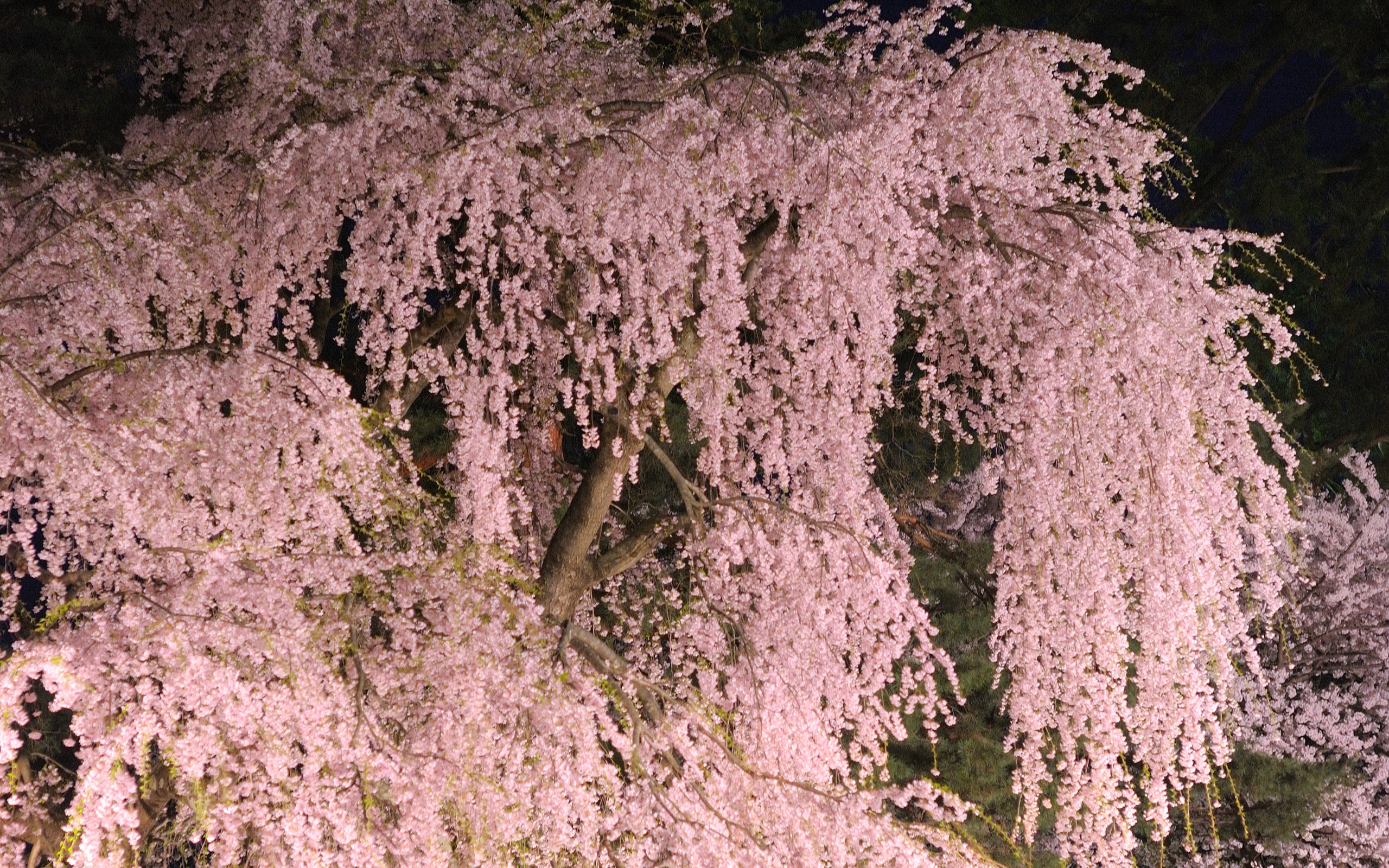   2560x1600 ::  1