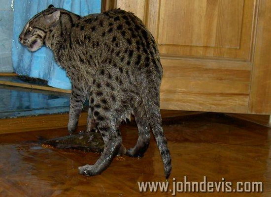 �������� ��� :: ��������� ����� (Prionailurus) ���� 3