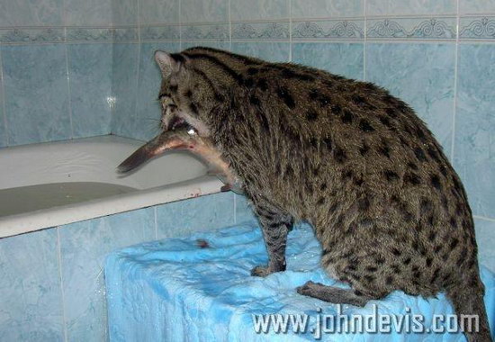 �������� ��� :: ��������� ����� (Prionailurus) ���� 11