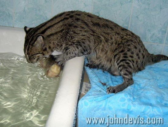 �������� ��� :: ��������� ����� (Prionailurus) ���� 12