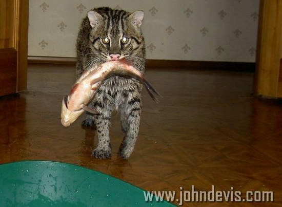 �������� ��� :: ��������� ����� (Prionailurus) ���� 15