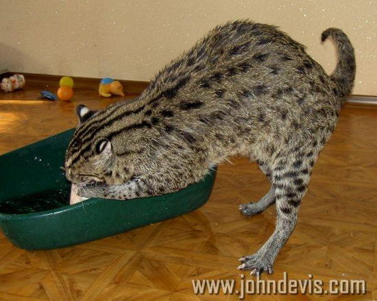 �������� ��� :: ��������� ����� (Prionailurus) ���� 16