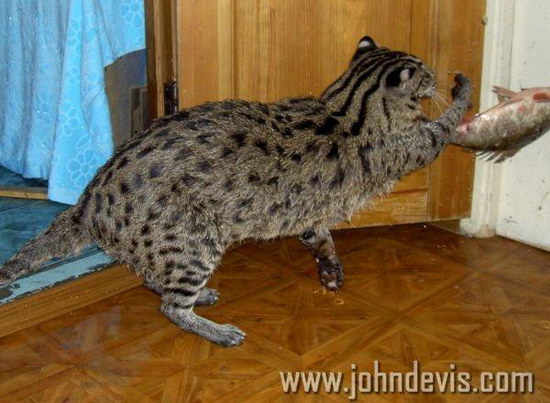 �������� ��� :: ��������� ����� (Prionailurus) ���� 19