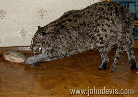 �������� ��� :: ��������� ����� (Prionailurus) ���� 20
