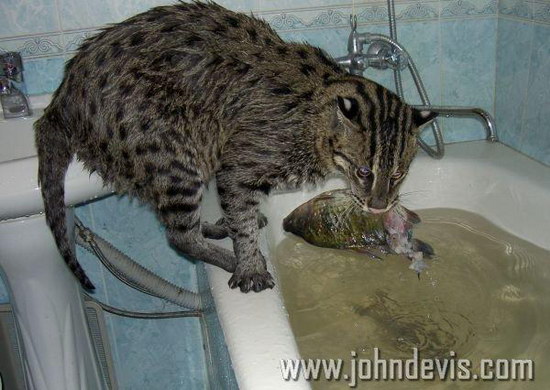�������� ��� :: ��������� ����� (Prionailurus) ���� 24