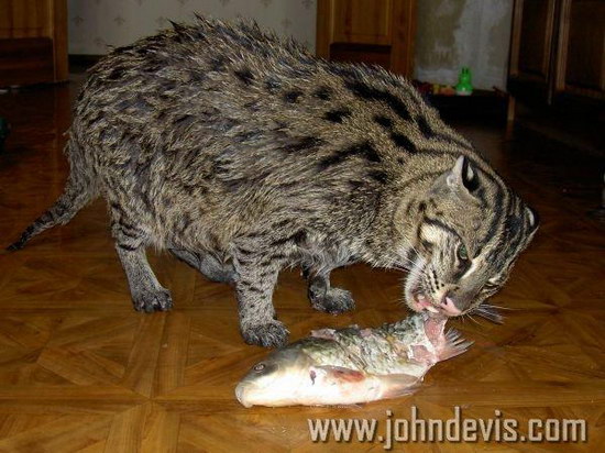�������� ��� :: ��������� ����� (Prionailurus) ���� 25