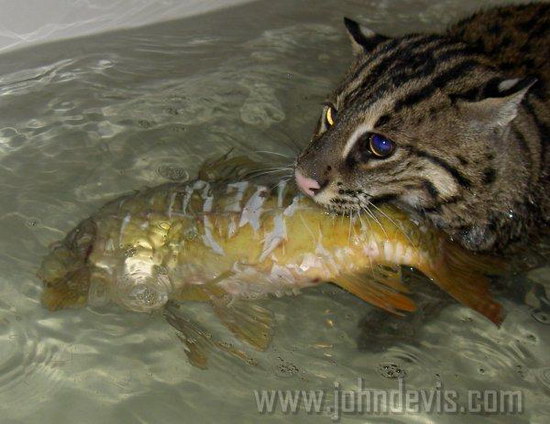 �������� ��� :: ��������� ����� (Prionailurus) ���� 34