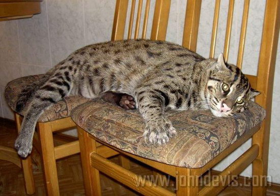 �������� ��� :: ��������� ����� (Prionailurus) ���� 53