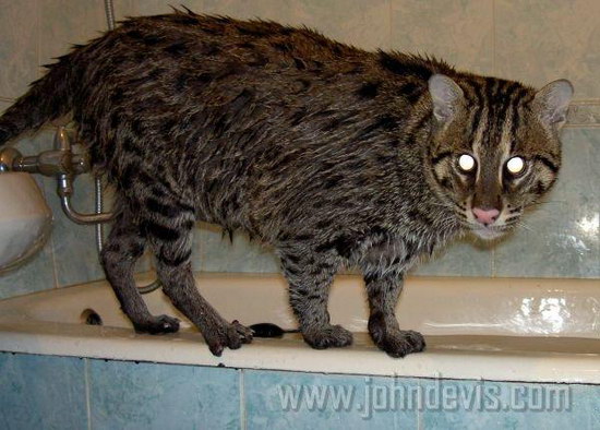 �������� ��� :: ��������� ����� (Prionailurus) ���� 85