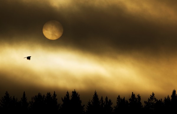 ������������ ���������� ������� :: ���������� 2