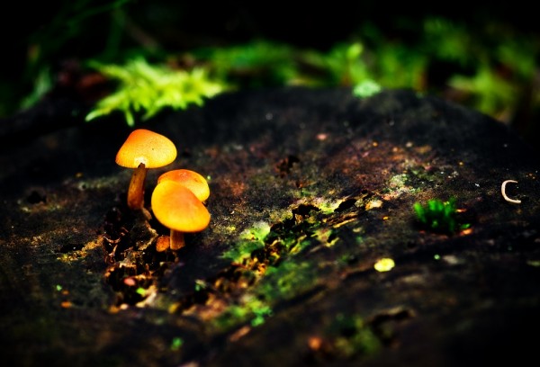 ������������ ���������� ������� :: ���������� 2