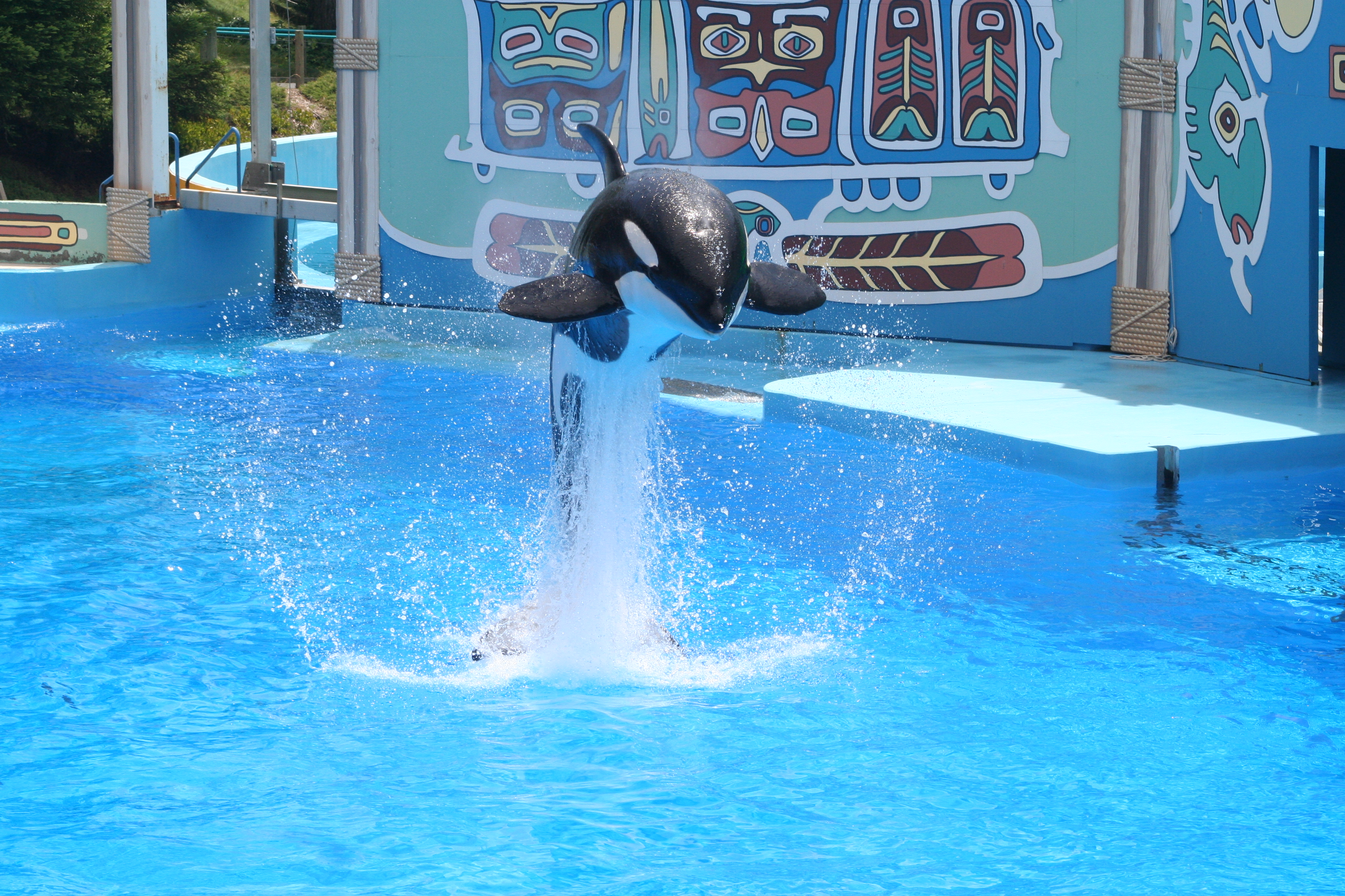 �������� ��� :: ������� (Orcinus orca) :: ���������� 2