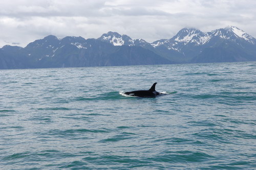 �������� ��� :: ������� (Orcinus orca) ���� 2