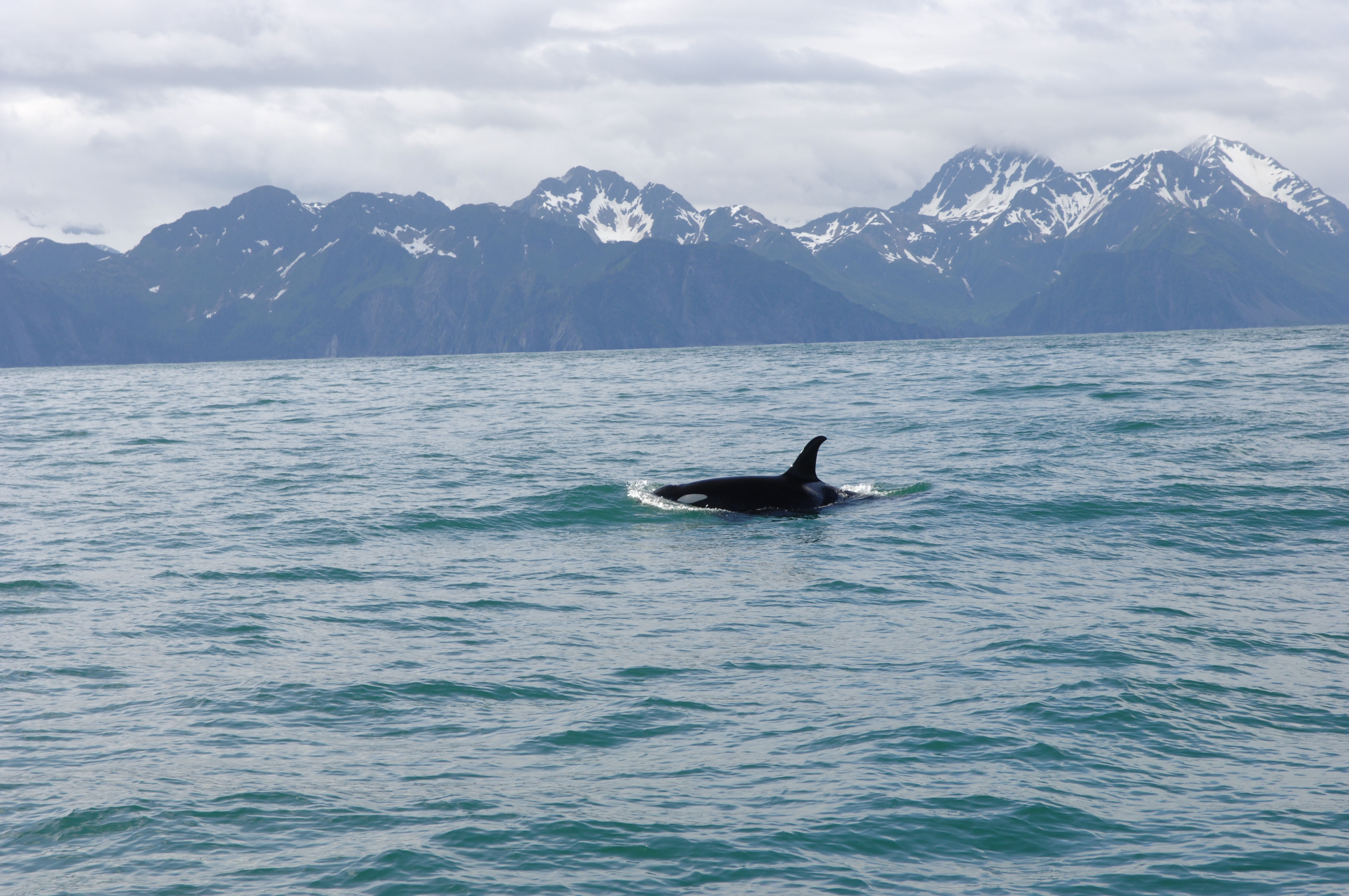 �������� ��� :: ������� (Orcinus orca) :: ���������� 2